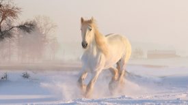 white-horse-3010129_1920